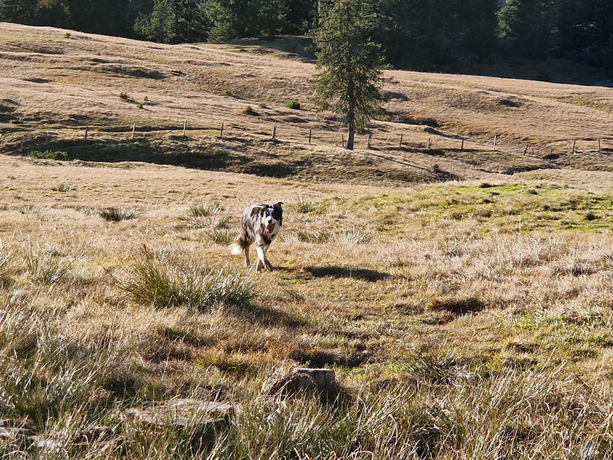 Kachelofenwohnung Poelzleitner Annaberg im Lammertal Dış mekan fotoğraf