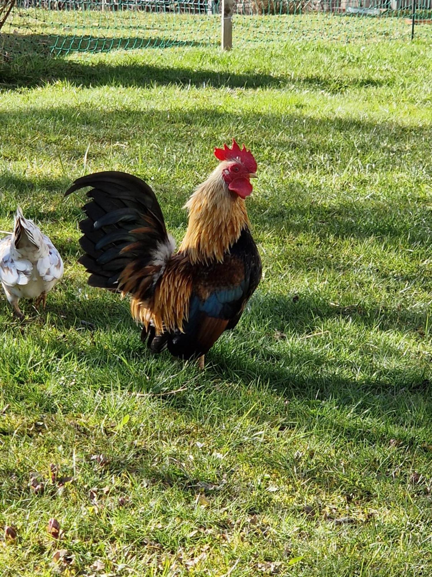 Kachelofenwohnung Poelzleitner Annaberg im Lammertal Dış mekan fotoğraf